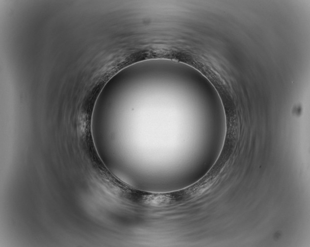 X0000099410135200805091229