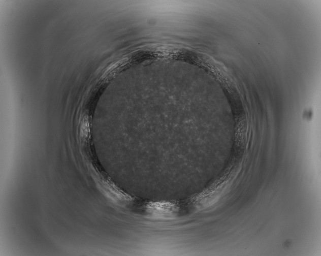 X0000099410137200805091228