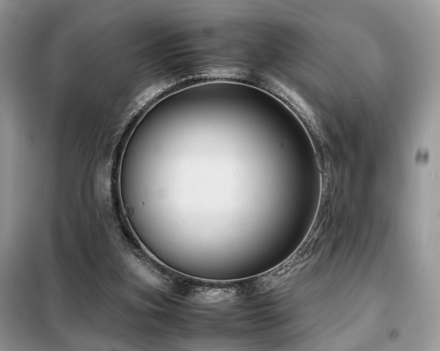 X0000099410155200805091228
