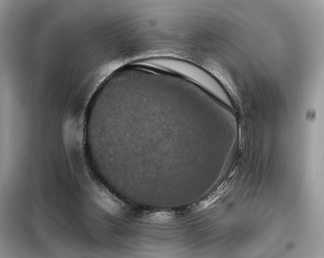 X0000099410156200805091228