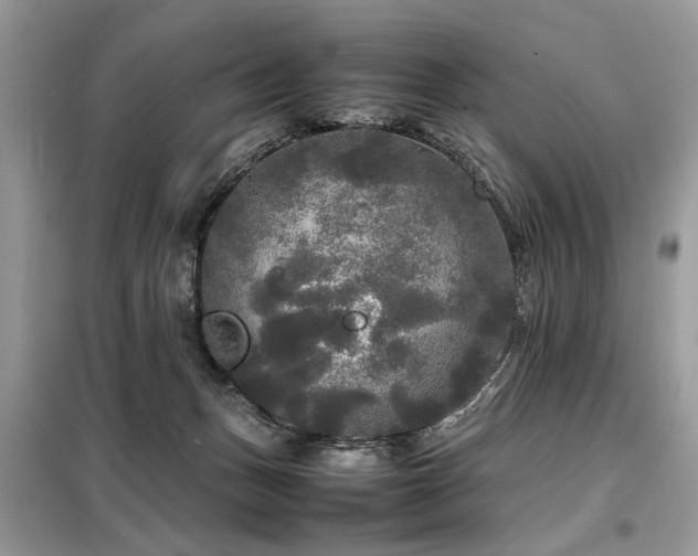 X0000099410175200805091228