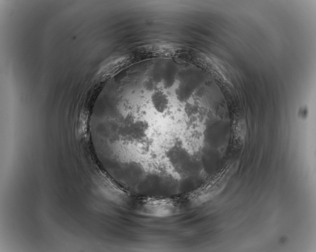 X0000099410185200805091228
