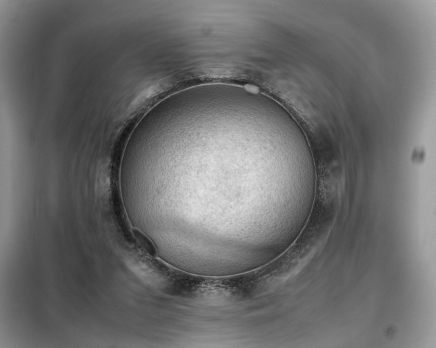 X0000099410207200805091227