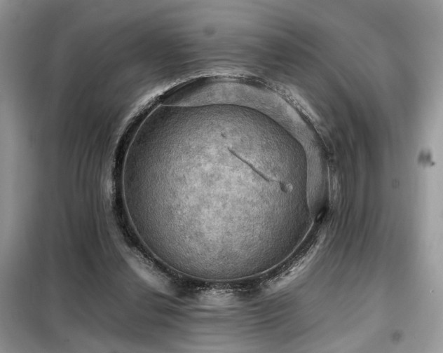 X0000099410252200805091226