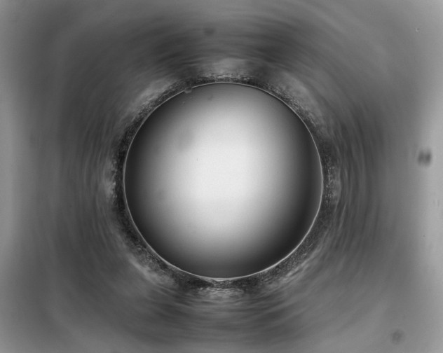 X0000099410255200805091226