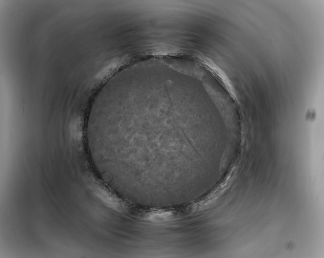 X0000099410257200805091226