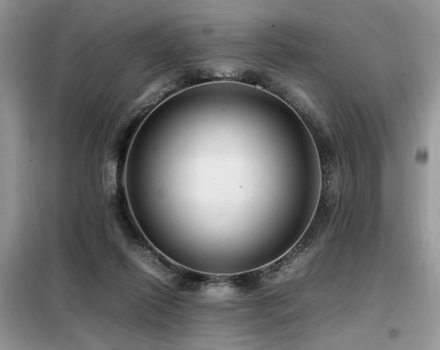X0000099410262200805091226