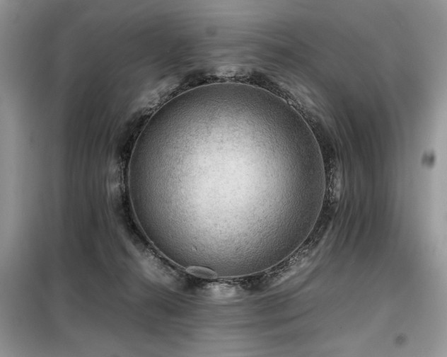 X0000099410272200805091227