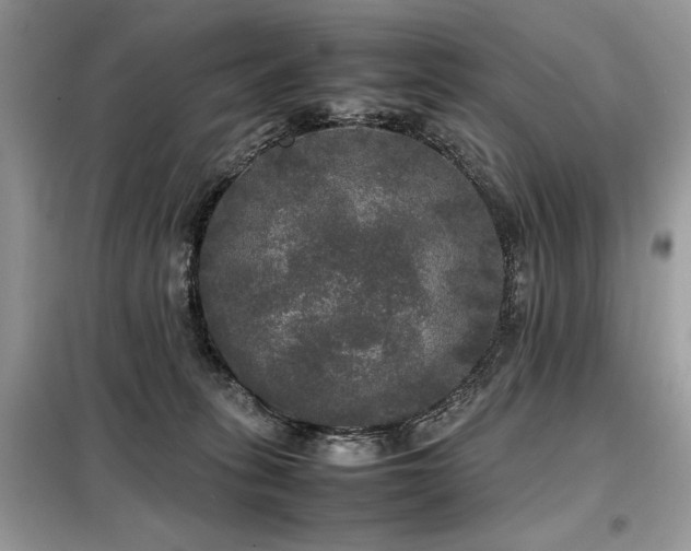 X0000099410275200805091227