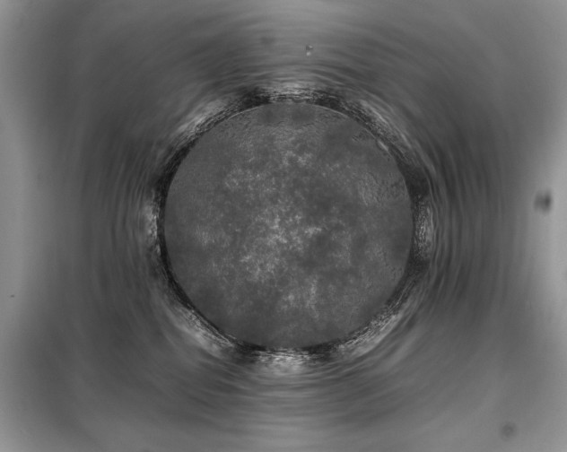 X0000099410282200805091227