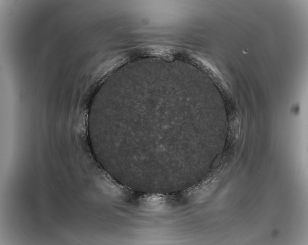 X0000099410325200805091225
