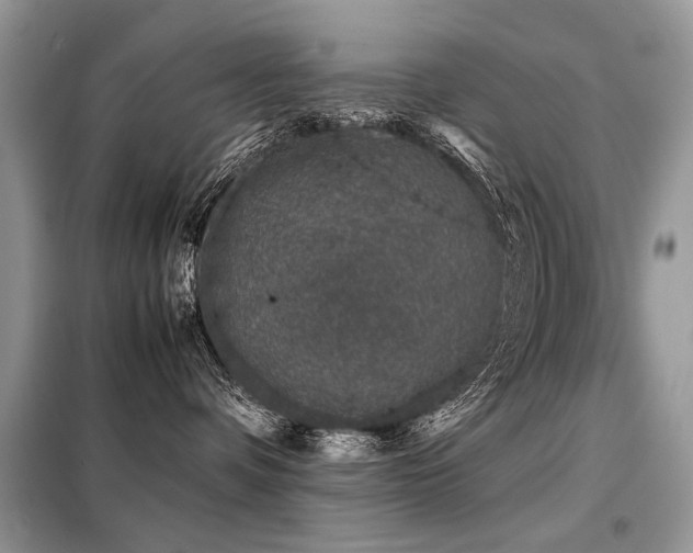 X0000099410336200805091225