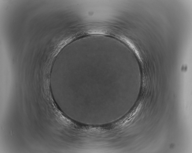 X0000099410385200805091224
