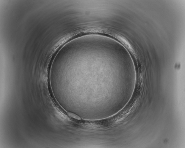 X0000099410389200805091224