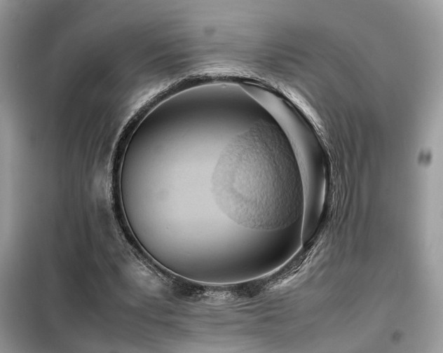 X0000099410391200805091224