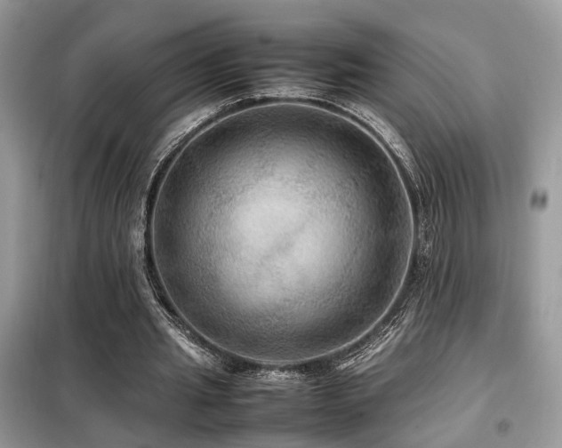 X0000099410437200805091223