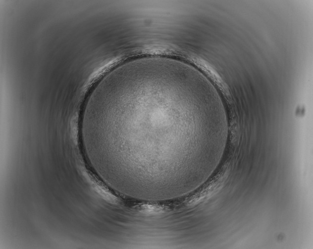 X0000099410442200805091223