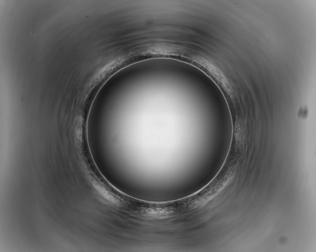 X0000099410445200805091223