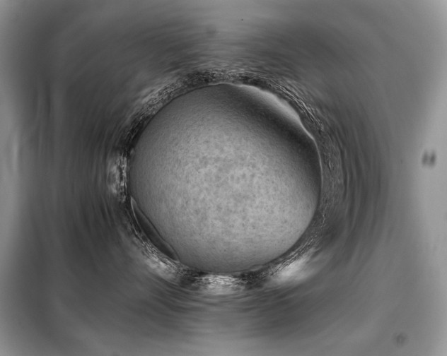 X0000099410528200805091222