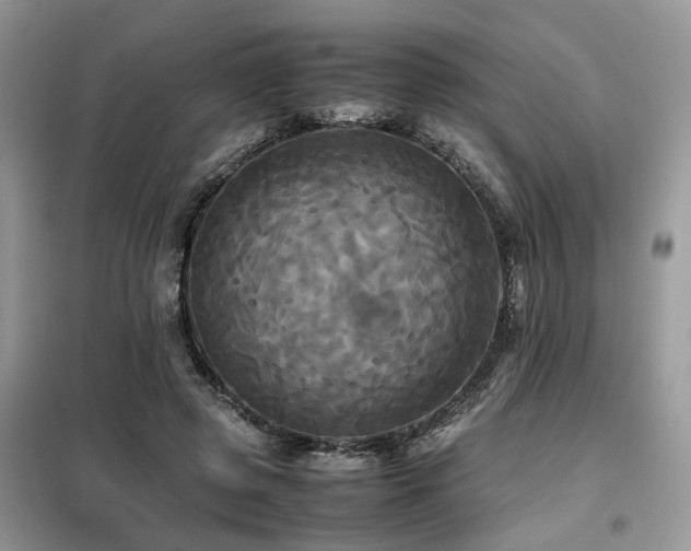 X0000099410545200805091221