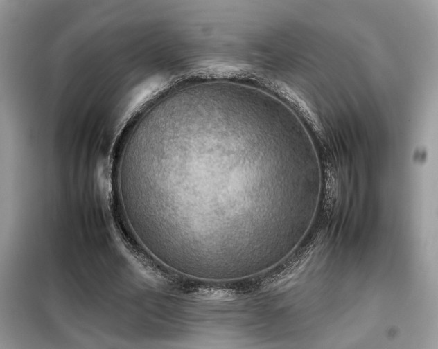 X0000099410582200805091221
