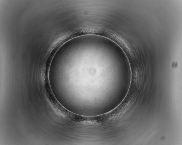 X0000099410586200805091221