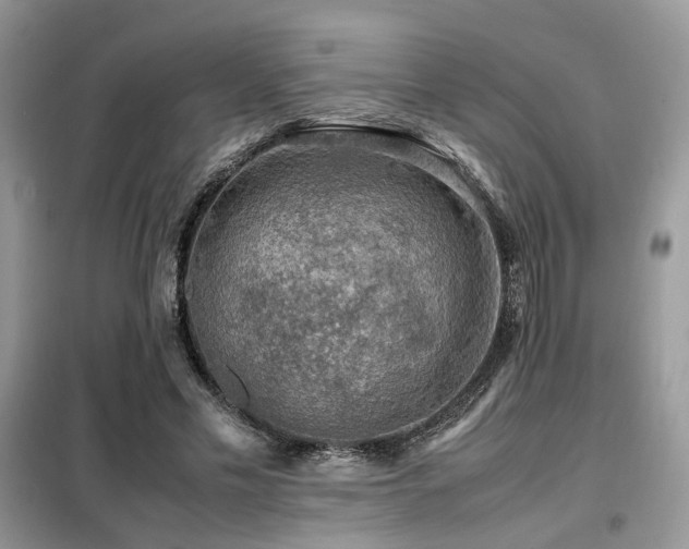 X0000099410589200805091221