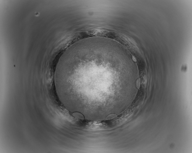 X0000099410607200805091221