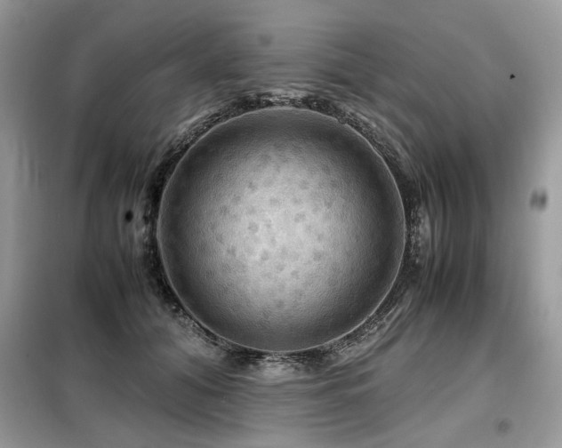 X0000099410608200805091221