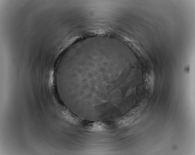 X0000099410612200805091221