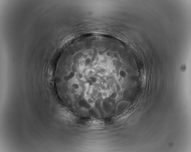 X0000099410619200805091220