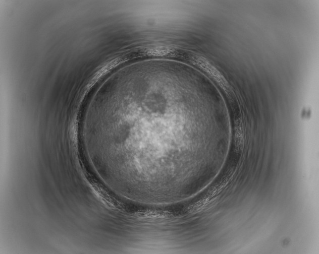 X0000099410626200805091220