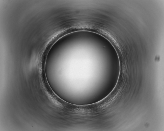 X0000099410629200805091220