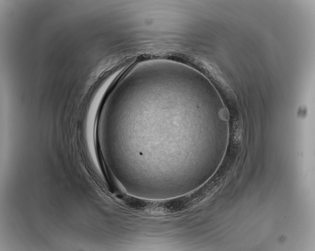 X0000099410685200805091219