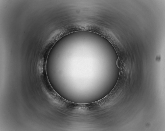 X0000099410694200805091219