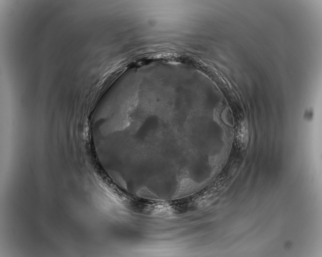 X0000099410715200805091219