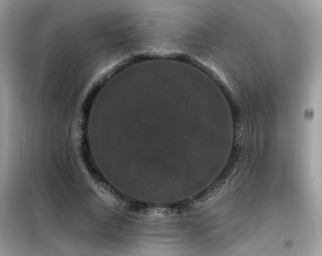 X0000099410736200805091219