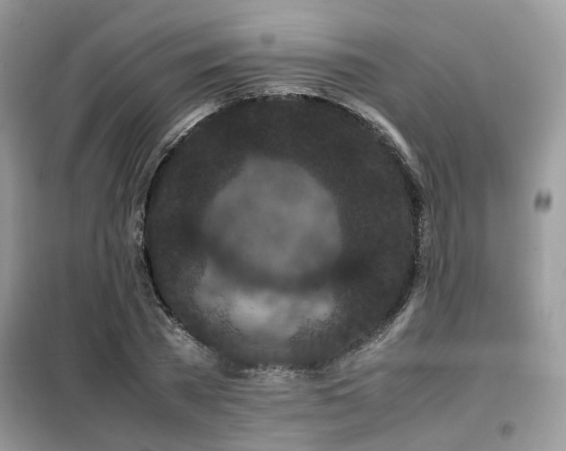 X0000099410785200805091218