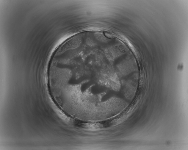 X0000099410795200805091218