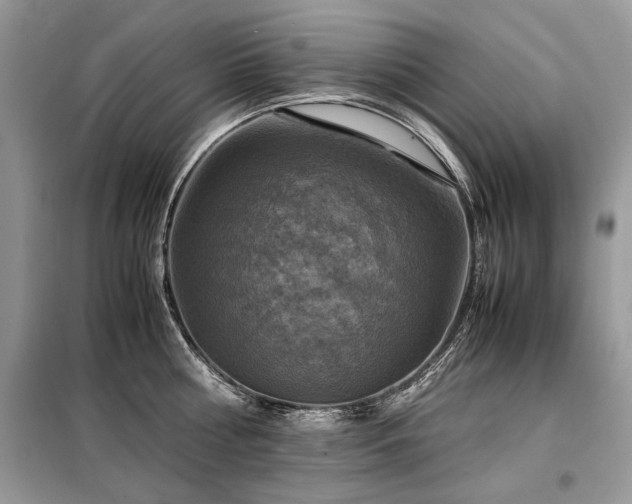 X0000099410810200805091218