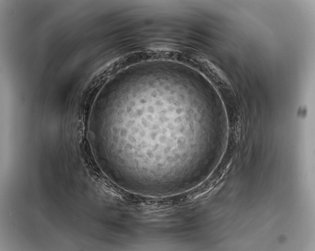 X0000099410821200805091217