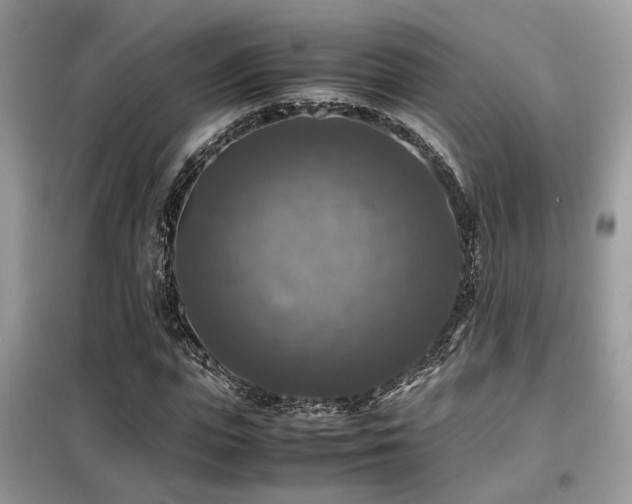 X0000099410823200805091217