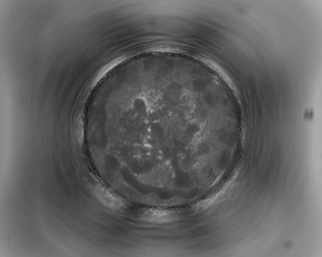 X0000099410829200805091217