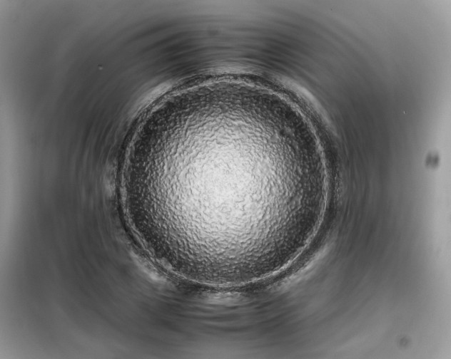 X0000099410833200805091217