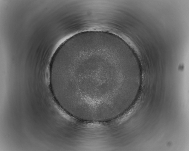 X0000099410838200805091217