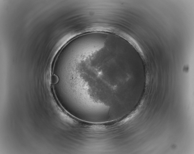 X0000099410844200805091217
