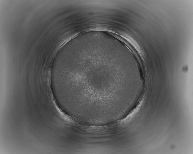 X0000099410849200805091217