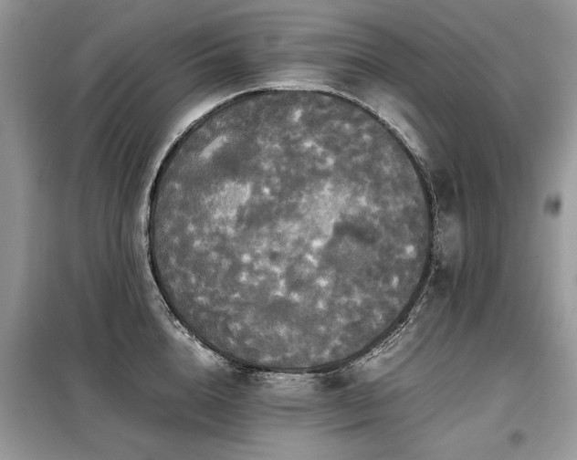 X0000099410856200805091218