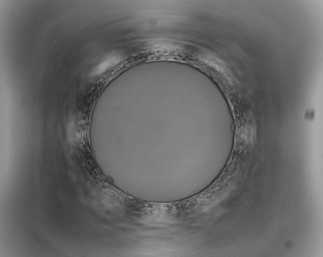 X0000099410869200805091217