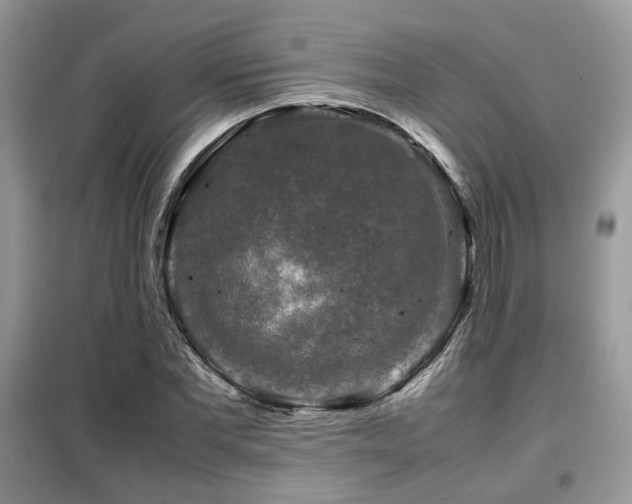 X0000099410877200805091217